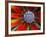 Center of an Agave Plant-Darrell Gulin-Framed Photographic Print