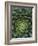 Center of Cactus-Charles O'Rear-Framed Photographic Print