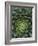 Center of Cactus-Charles O'Rear-Framed Photographic Print