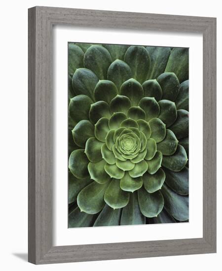 Center of Cactus-Charles O'Rear-Framed Photographic Print