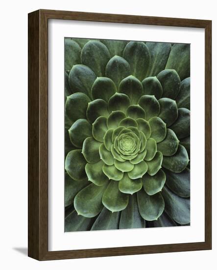 Center of Cactus-Charles O'Rear-Framed Photographic Print