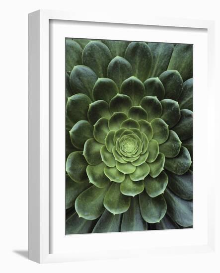 Center of Cactus-Charles O'Rear-Framed Photographic Print