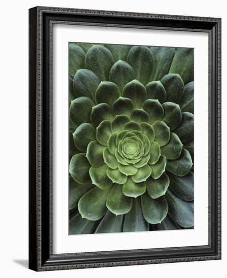 Center of Cactus-Charles O'Rear-Framed Photographic Print