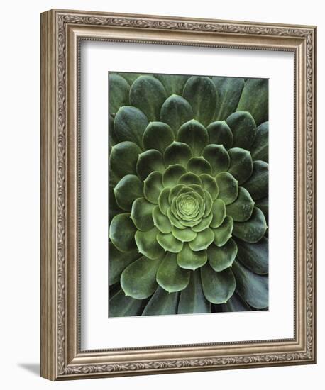 Center of Cactus-Charles O'Rear-Framed Photographic Print