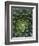 Center of Cactus-Charles O'Rear-Framed Photographic Print