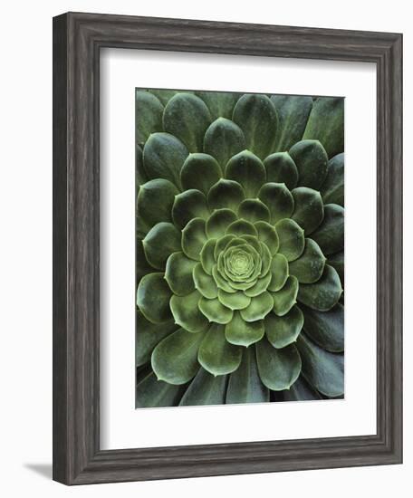 Center of Cactus-Charles O'Rear-Framed Photographic Print