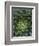 Center of Cactus-Charles O'Rear-Framed Photographic Print