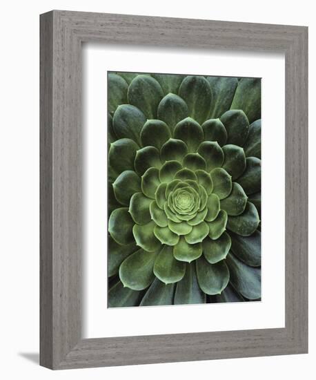 Center of Cactus-Charles O'Rear-Framed Photographic Print