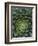 Center of Cactus-Charles O'Rear-Framed Photographic Print