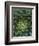 Center of Cactus-Charles O'Rear-Framed Photographic Print