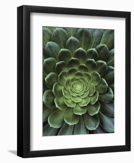 Center of Cactus-Charles O'Rear-Framed Photographic Print