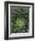 Center of Cactus-Charles O'Rear-Framed Photographic Print