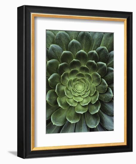 Center of Cactus-Charles O'Rear-Framed Photographic Print