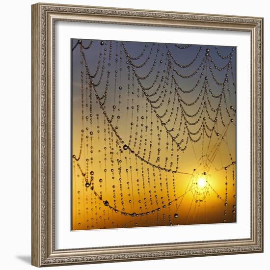 Center of its Universe-Adrian Campfield-Framed Photographic Print