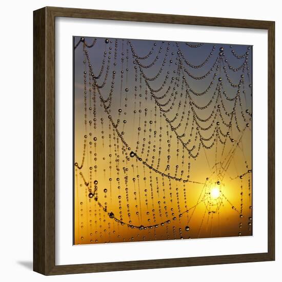 Center of its Universe-Adrian Campfield-Framed Photographic Print