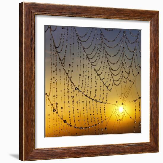 Center of its Universe-Adrian Campfield-Framed Photographic Print