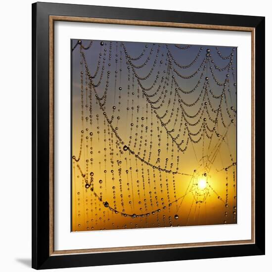 Center of its Universe-Adrian Campfield-Framed Photographic Print