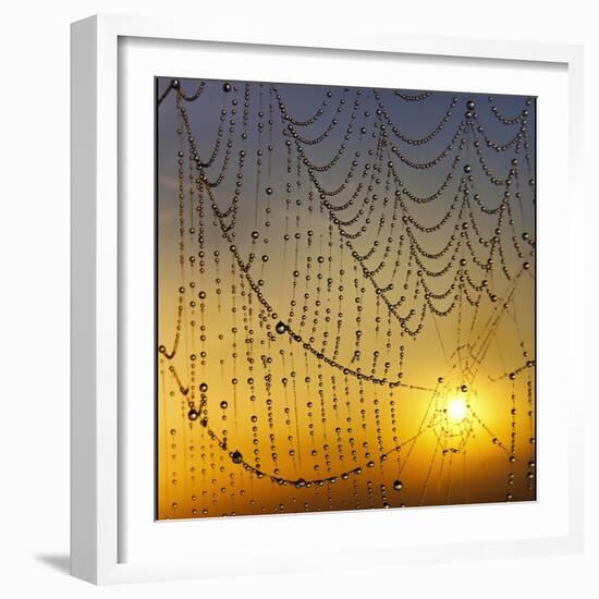 Center of its Universe-Adrian Campfield-Framed Photographic Print