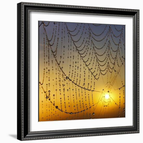 Center of its Universe-Adrian Campfield-Framed Photographic Print