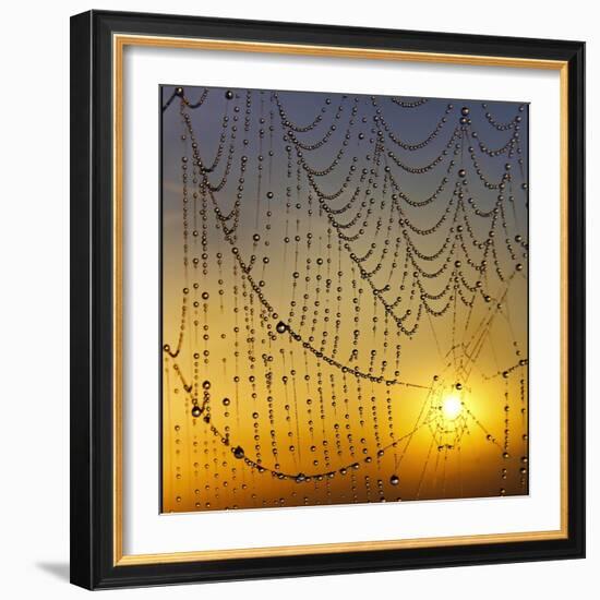 Center of its Universe-Adrian Campfield-Framed Photographic Print