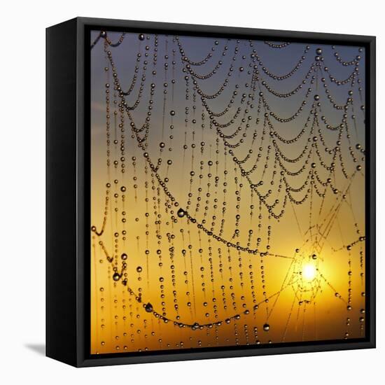 Center of its Universe-Adrian Campfield-Framed Premier Image Canvas