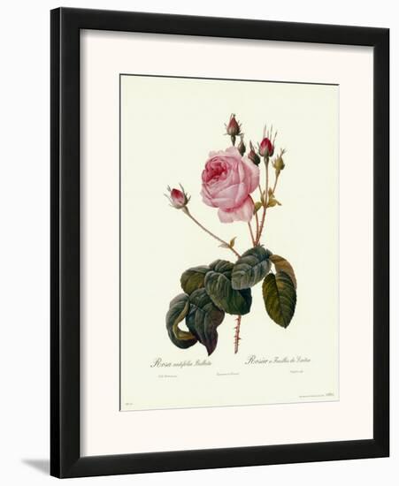 Centifolia Bullata-Pierre-Joseph Redouté-Framed Art Print