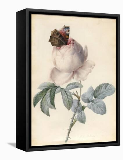 Centifolia Rose with Peacock Butterfly-Pierre Joseph Redoute-Framed Premier Image Canvas