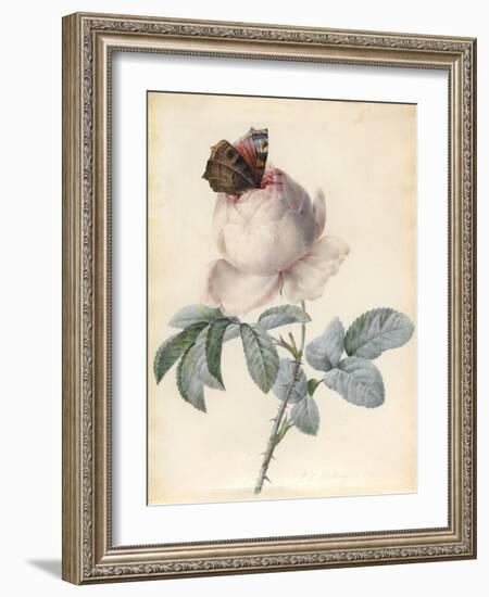 Centifolia Rose with Peacock Butterfly-Pierre Joseph Redoute-Framed Giclee Print