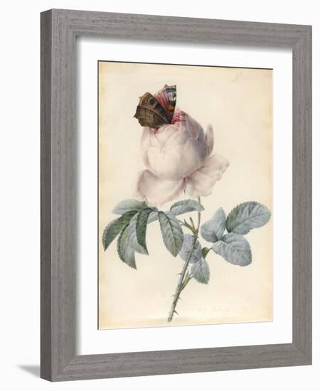 Centifolia Rose with Peacock Butterfly-Pierre Joseph Redoute-Framed Giclee Print