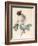 Centifolia Rose with Peacock Butterfly-Pierre Joseph Redoute-Framed Giclee Print