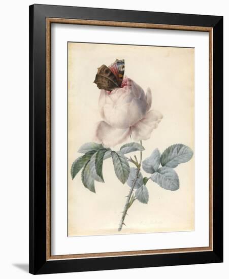 Centifolia Rose with Peacock Butterfly-Pierre Joseph Redoute-Framed Giclee Print