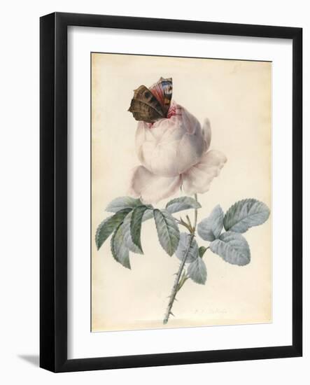 Centifolia Rose with Peacock Butterfly-Pierre Joseph Redoute-Framed Giclee Print