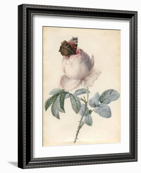 Centifolia Rose with Peacock Butterfly-Pierre Joseph Redoute-Framed Giclee Print