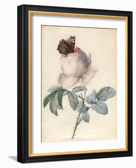 Centifolia Rose with Peacock Butterfly-Pierre Joseph Redoute-Framed Giclee Print