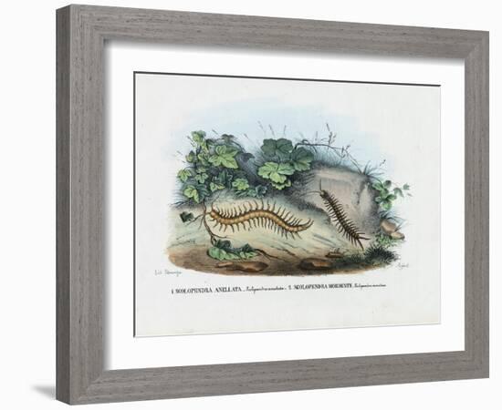 Centipede, 1863-79-Raimundo Petraroja-Framed Giclee Print