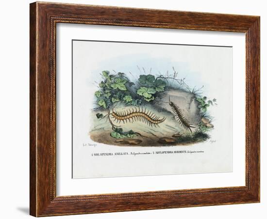 Centipede, 1863-79-Raimundo Petraroja-Framed Giclee Print