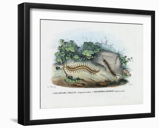 Centipede, 1863-79-Raimundo Petraroja-Framed Giclee Print