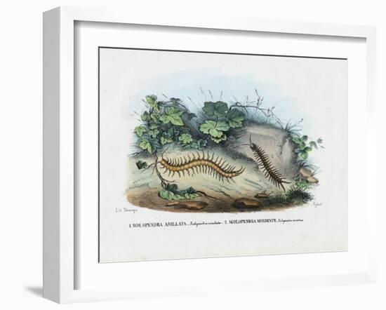 Centipede, 1863-79-Raimundo Petraroja-Framed Giclee Print