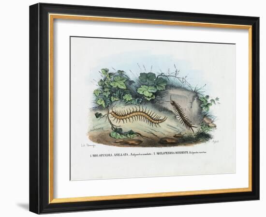 Centipede, 1863-79-Raimundo Petraroja-Framed Giclee Print