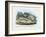 Centipede, 1863-79-Raimundo Petraroja-Framed Giclee Print