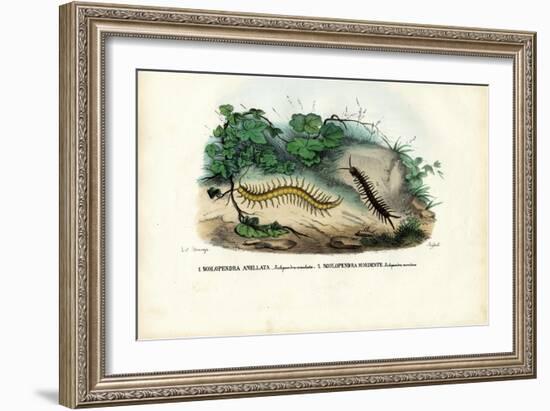 Centipede, 1863-79-Raimundo Petraroja-Framed Giclee Print