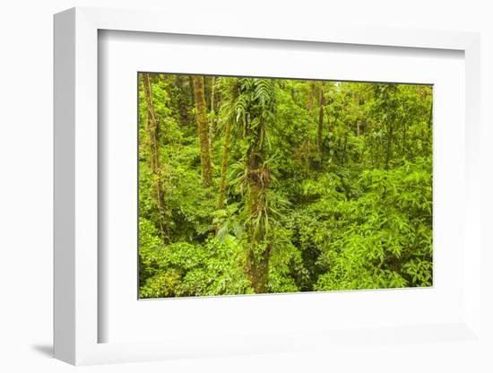 Central America, Costa Rica, Arenal. Rain Forest Foliage-Jaynes Gallery-Framed Photographic Print