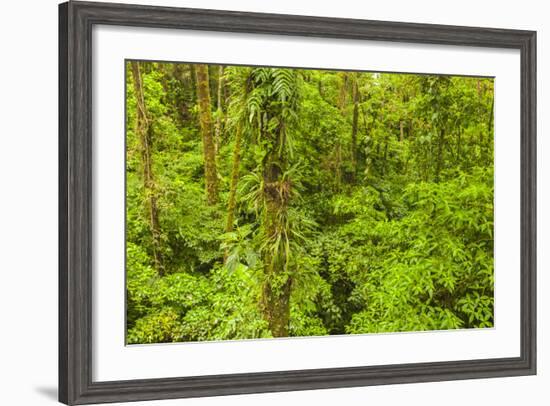 Central America, Costa Rica, Arenal. Rain Forest Foliage-Jaynes Gallery-Framed Photographic Print