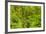 Central America, Costa Rica, Arenal. Rain Forest Foliage-Jaynes Gallery-Framed Photographic Print