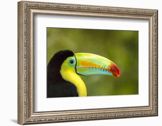 Central America, Costa Rica. Keel-Billed Toucan-Jaynes Gallery-Framed Photographic Print