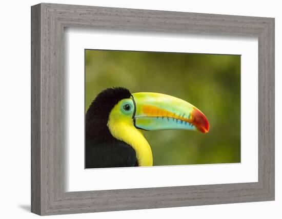 Central America, Costa Rica. Keel-Billed Toucan-Jaynes Gallery-Framed Photographic Print