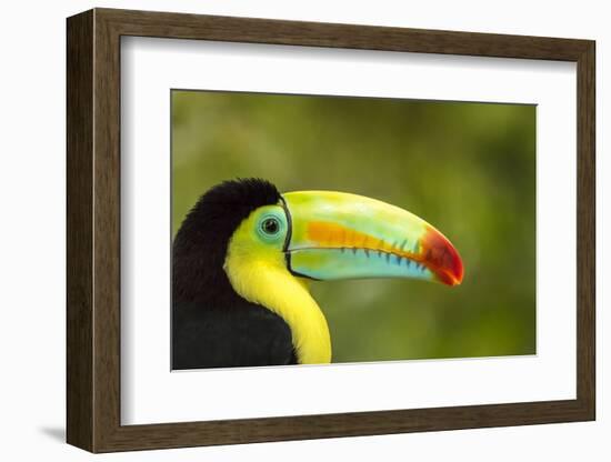 Central America, Costa Rica. Keel-Billed Toucan-Jaynes Gallery-Framed Photographic Print