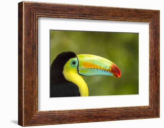 Central America, Costa Rica. Keel-Billed Toucan-Jaynes Gallery-Framed Photographic Print