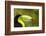 Central America, Costa Rica. Keel-Billed Toucan-Jaynes Gallery-Framed Photographic Print