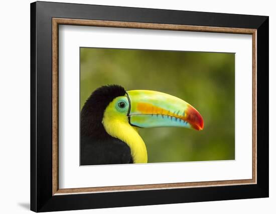 Central America, Costa Rica. Keel-Billed Toucan-Jaynes Gallery-Framed Photographic Print